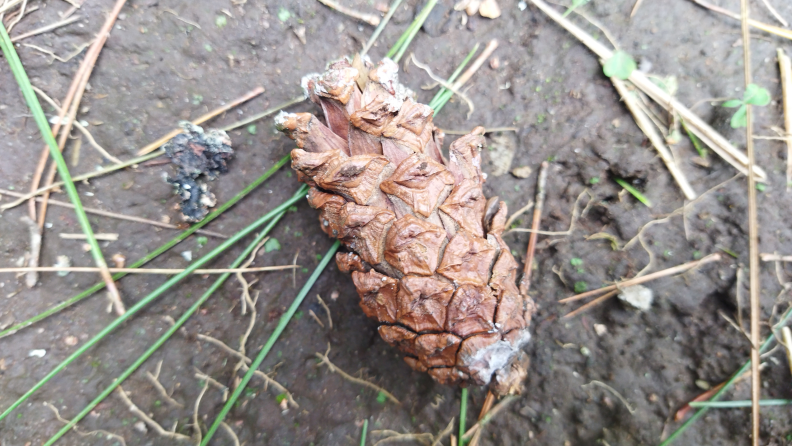 Fallen pinecone on a pine forest.