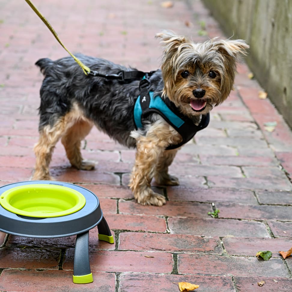 The 8 Best Dog Poop Bags of 2023, Tested and Reviewed