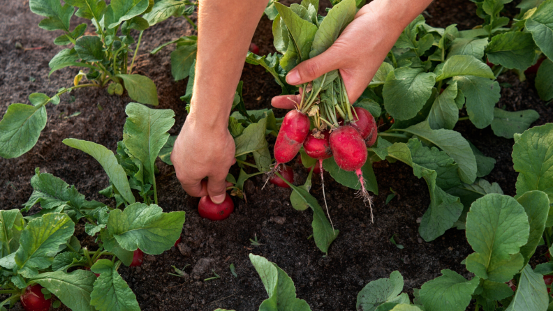 Harvesting radishes in a garden