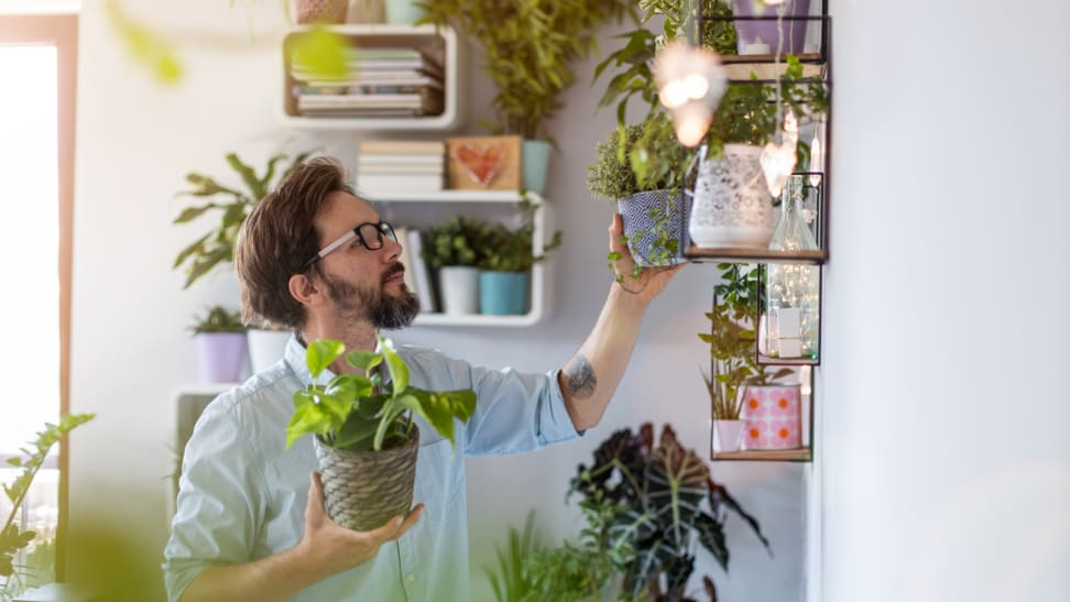 Person adding potted plants to collection on shelves in home.