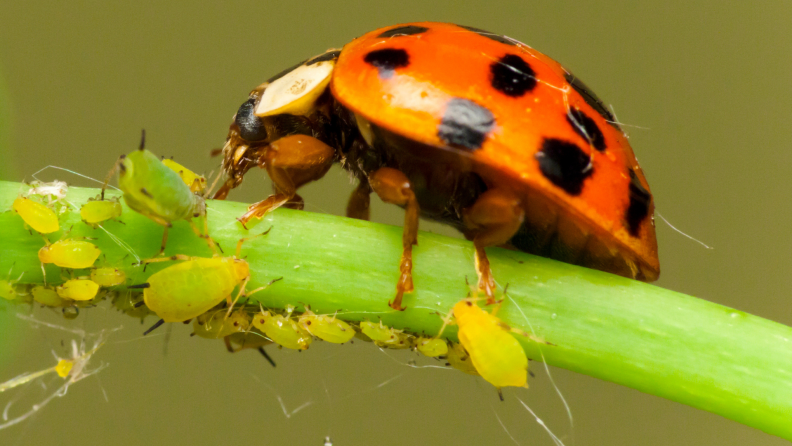 Close up of a lady bug on a plant.