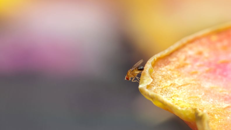 How To Get Rid Of Fruit Flies – Forbes Home
