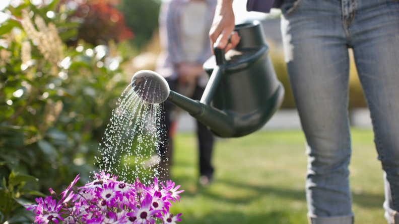 A person using a watering can to water purple flowers in a garden.