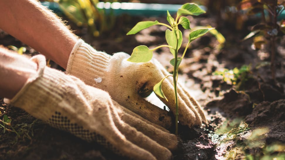 Planting a seedling into the ground