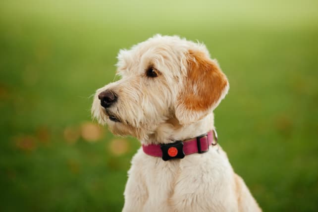 PitPat