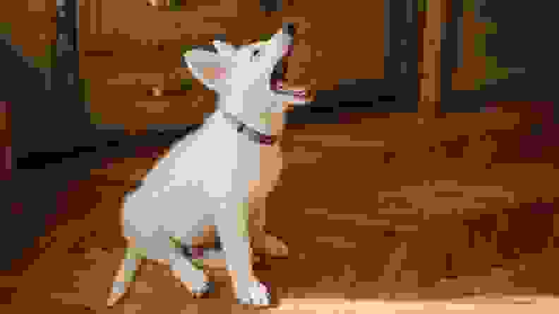 A small white dog wearing a collar yawns as he sits on a herringbone wood floor