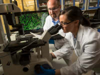 Researchers developing Corning Gorilla Glass