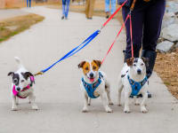 wirecutter dog leash