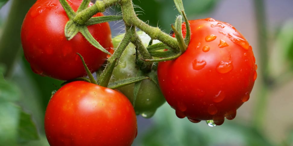 Tomatoes on the vine