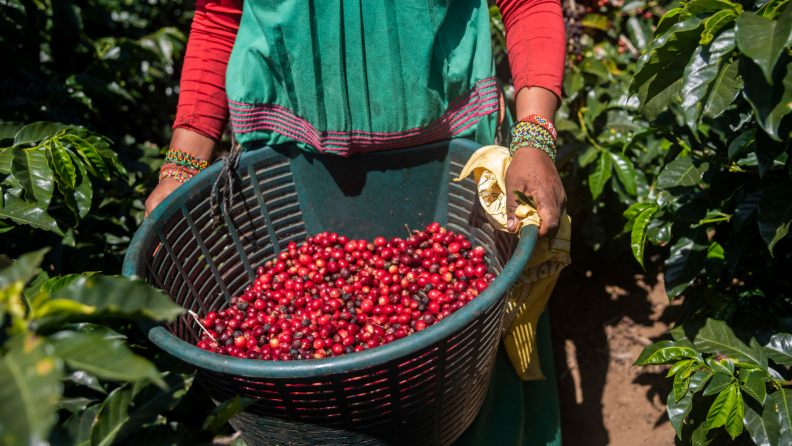 A coffee picker is showing a basket of red coffee cherries they just picked.