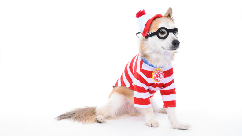 Pet halloween safety