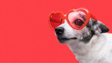 A dog in groovy Valentine's heart glasses