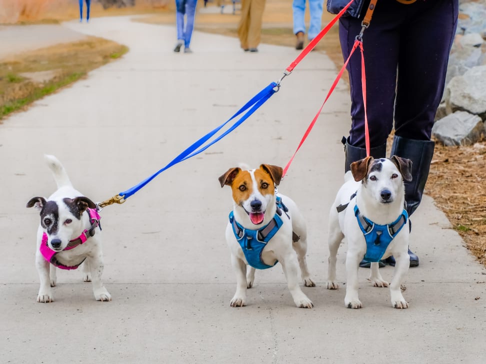 11 Best Dog Harnesses of 2024 - Top Dog Vests for Walks and Cars