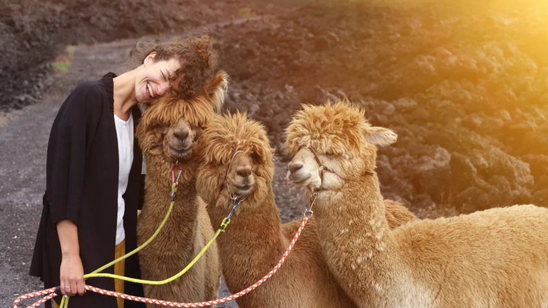 Woman stands to the left of 3 brown alpacas, resting her head on the one closest to her