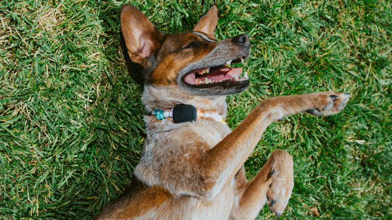 A happy dog wearing a Fi Mini collar lies on its back in the grass, showing its teeth in a playful grin.