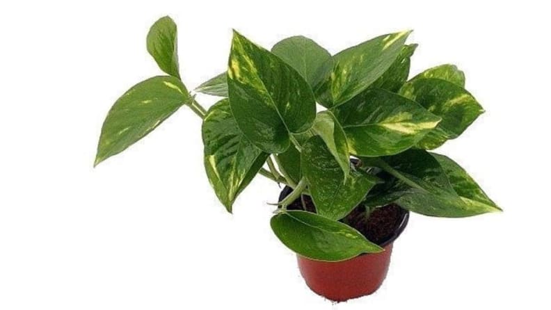 9GreenBox Golden Devil's Ivy
