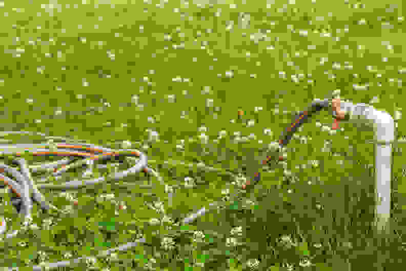 White flowers atop clover