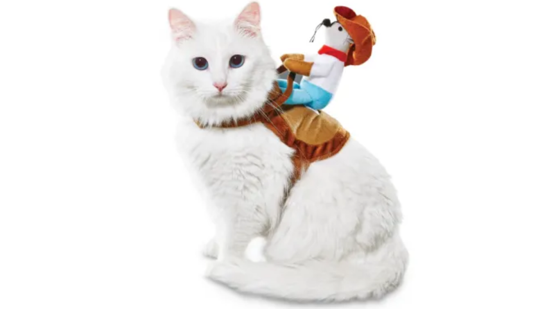 Cowboy riding a cat