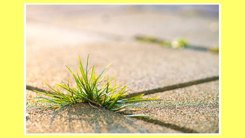 Garden weed growing out of cracks in pavement outdoors.