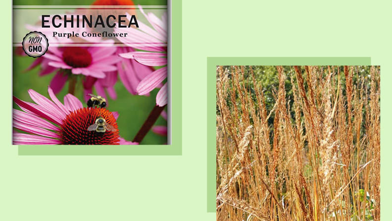 Two close up images of purple coneflower and wheat grass.