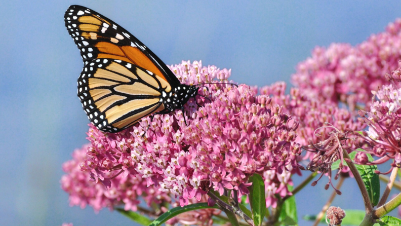 Milkweed