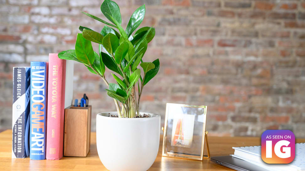 A ZZ plant in a grey pot sitting on a desk with books.