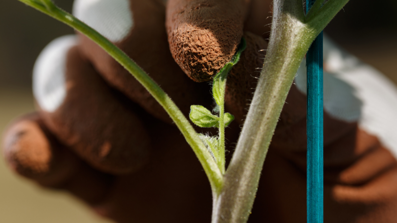 Gardener removing a sucker from a tomato plant