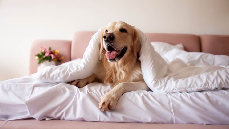 Should you let your dog or cat sleep in bed with you? - Reviewed