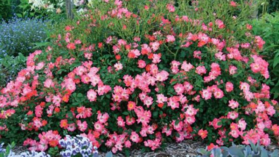 Nature Hills Nursery