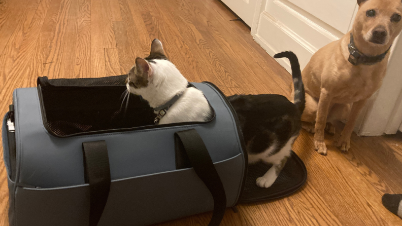 Small dog and cat playing with blue pet carrier on wooden floor.