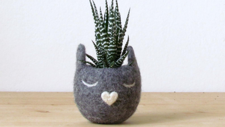 Cat succulent