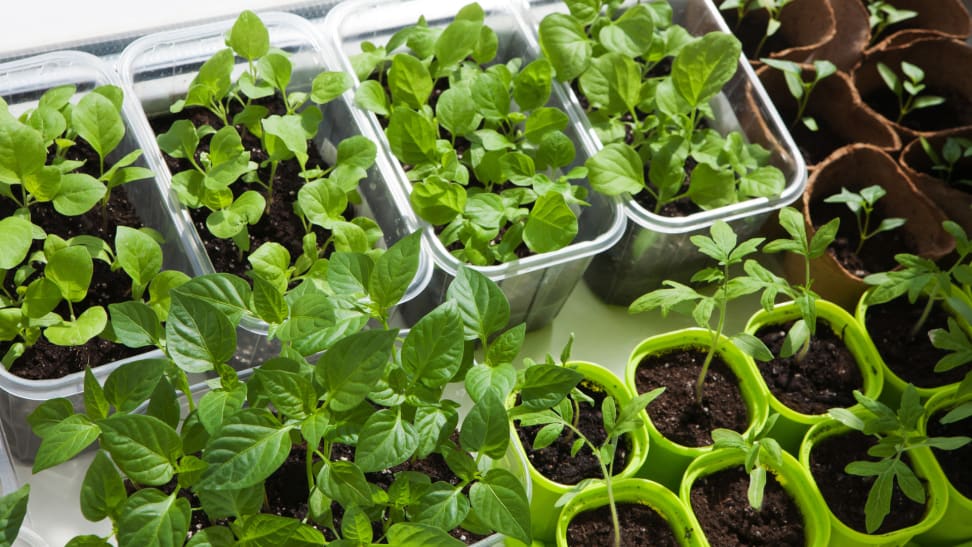 Seedling planting sprouting in individual pots and containers.