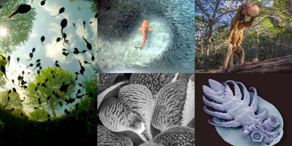 A compilation of the images from The Royal Society's photography competition