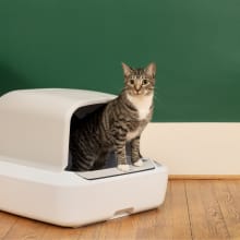 Product image of Shop pet parent gifts on sale at PetSafe