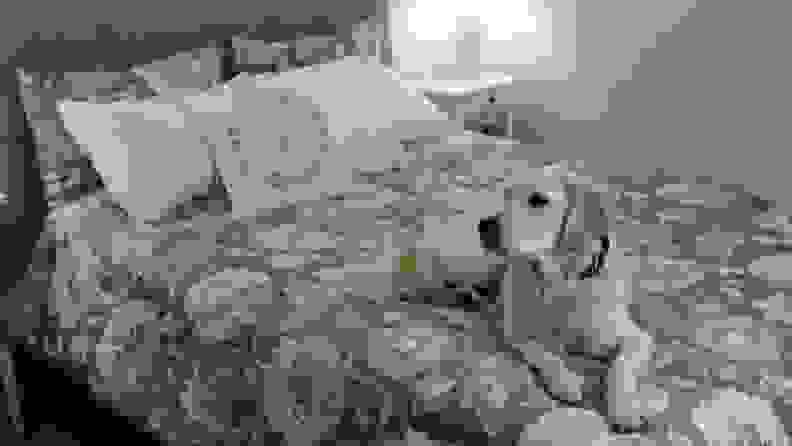 一只狗坐在一张用黑白图案的被子做成的床上