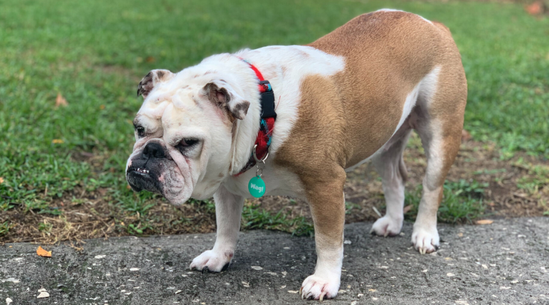 dog wearing dog ID tag