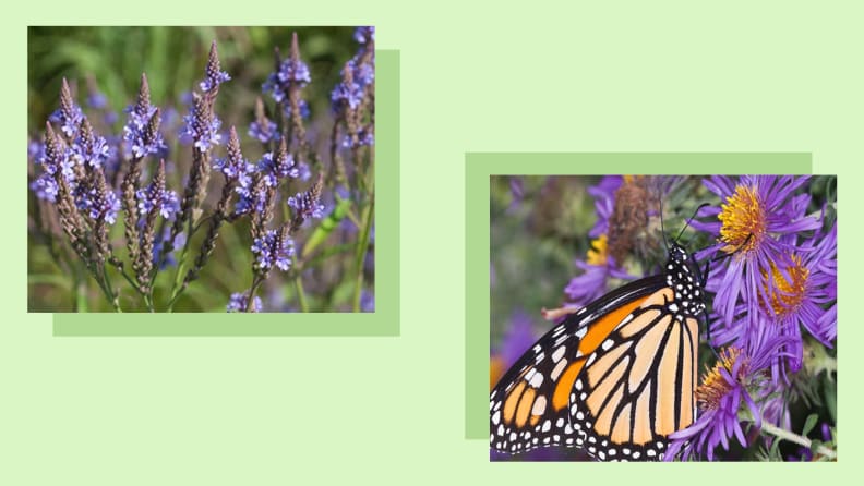 Purple flowers and a butterfly