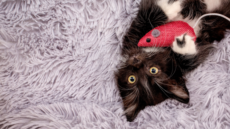 Cat with toy