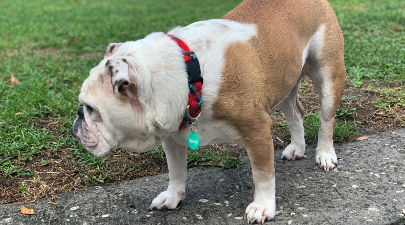 dog wearing dog tag