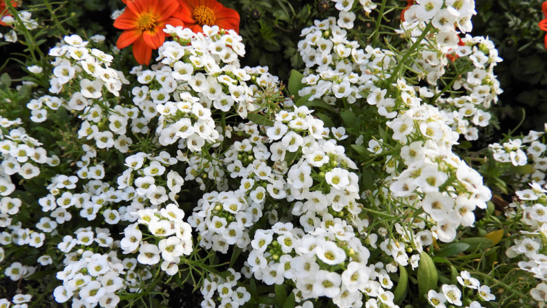 White sweet alyssum flowers together