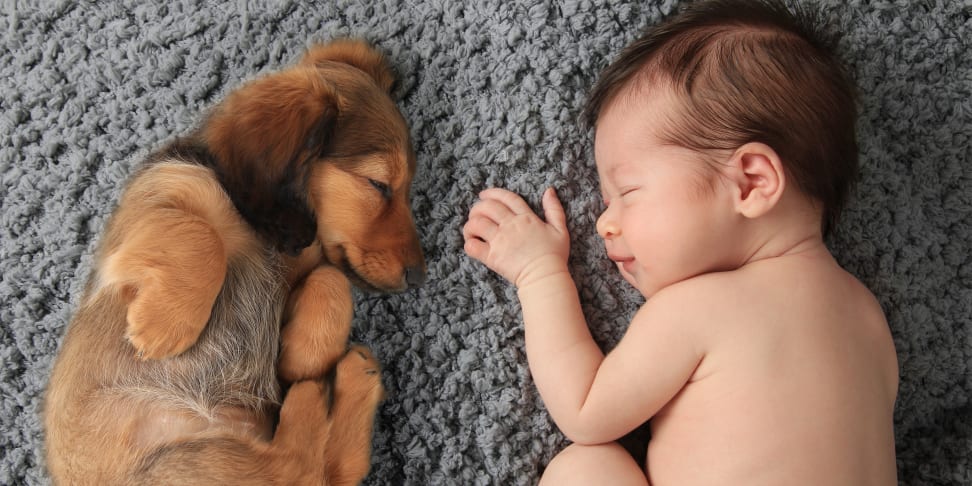 Puppies make adorable sleeping companions, but poor baby monitors. We help recommend a proper baby monitor.