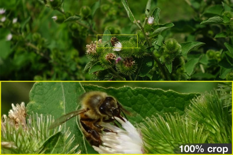 A 100% crop of a sample photo shot by the Sony Cyber-shot RX100 III.