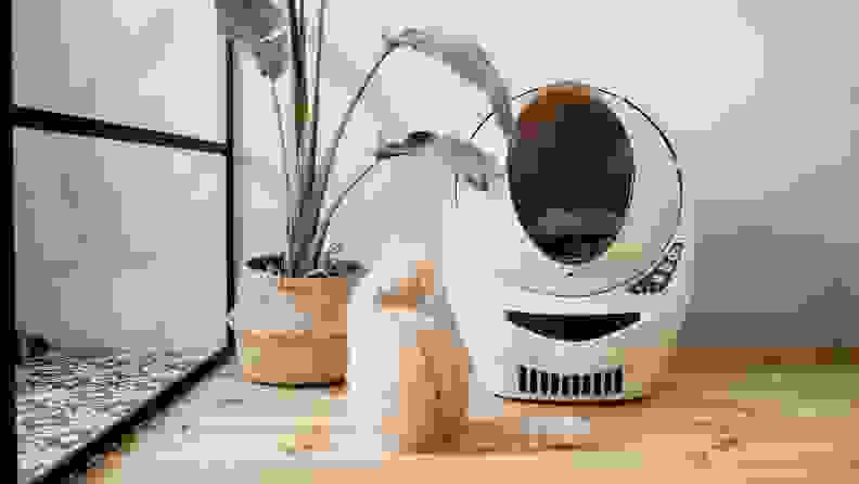 A cat sits between the oval-shaped Litter Robot and a potted plant