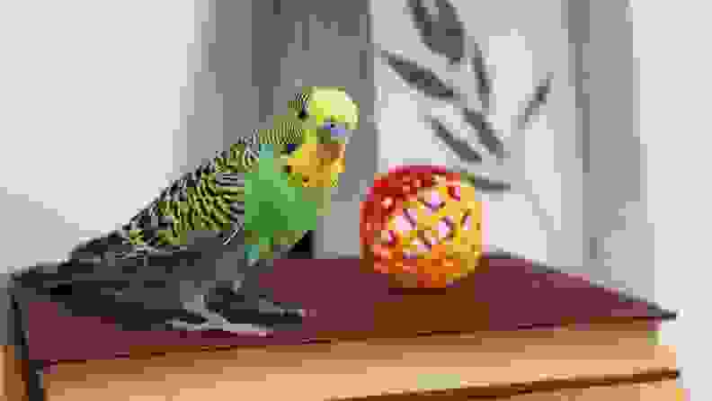 A green parrot standing atop a stack of books next to a toy ball.