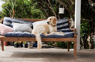 Dog laying atop outdoor cushions