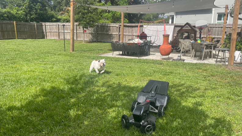 Dog running in grassy yard on sunny day next to the EcoFlow Blade Robotic Lawn Mower.