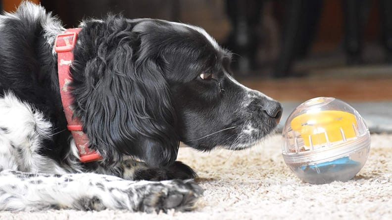 Treat dispensing ball