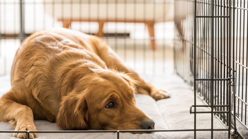 A golden retriever lays down on the floor of a dog crate