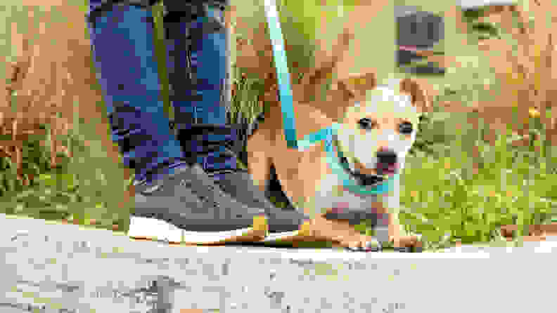 A child's feet in Native shoes with their puppy nearby.