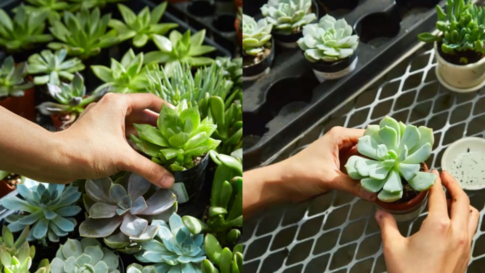 Side by side image of repotting plants.